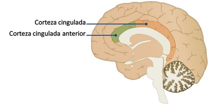 Infografía Neurociencias: Corteza cingulada